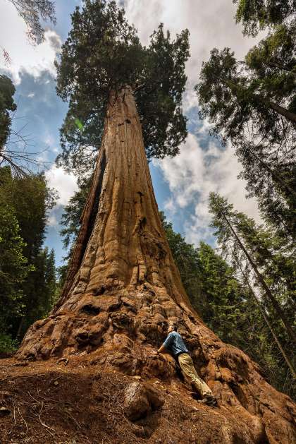 world tallest tree on earth